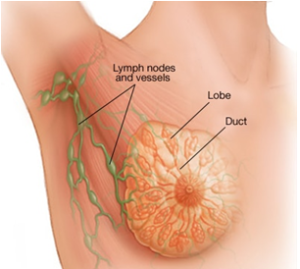 The Female Breast  K W Ong Breast & General Surgery :: K W Ong Medical  Consultancy – Breast & General Surgery