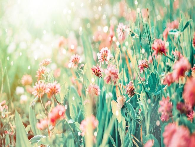 Wildflowers of clover in rays of sunlight