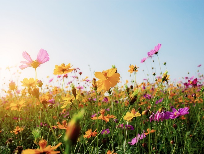 Cosmos in field with sunset.